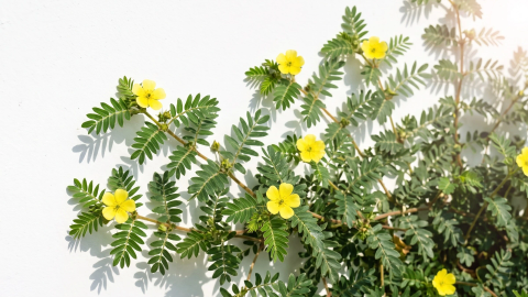 Avastage elurõõm Tribulus terrestris’ega